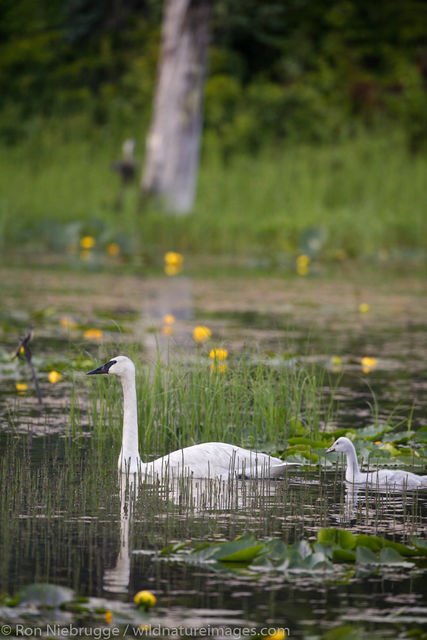 Swans