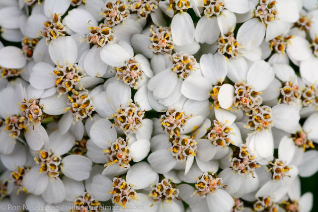 Wildflowers