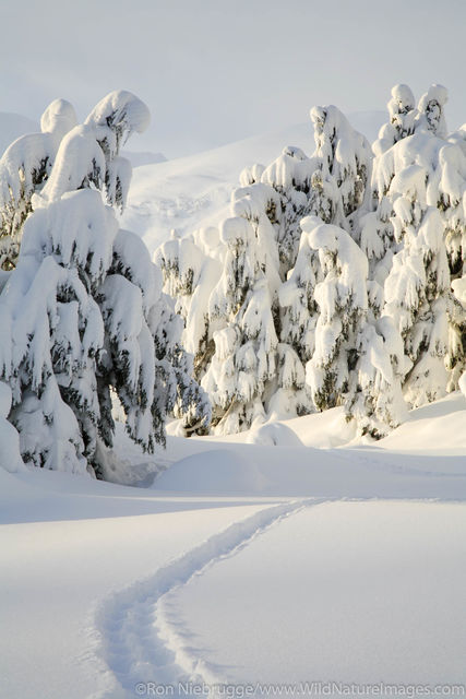 Winter Landscape
