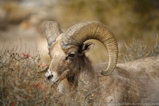 Bighorn Sheep