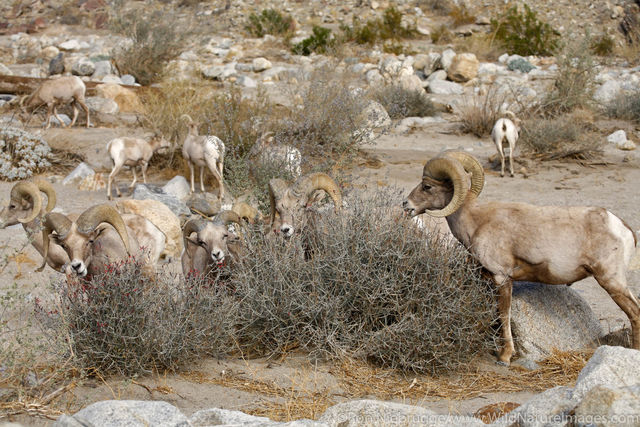 Bighorn Sheep