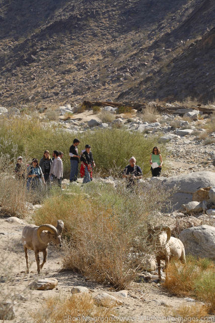 Borrego Palm Canyon