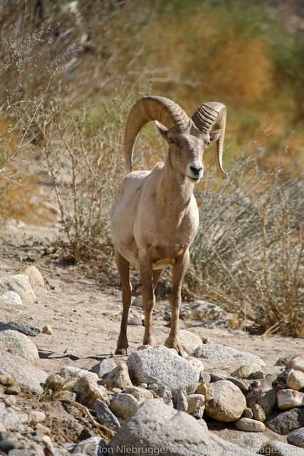 Bighorn Sheep
