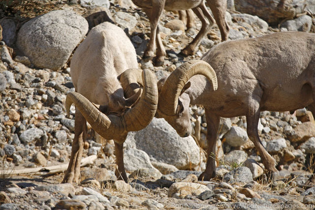 Bighorn Sheep