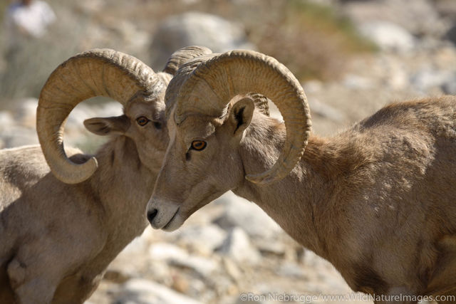Bighorn Sheep