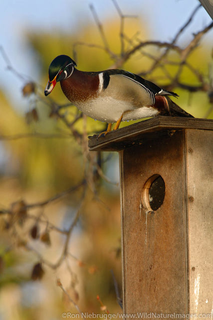 Wood Duck