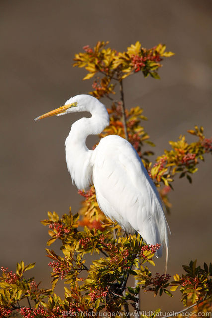 Great Egret