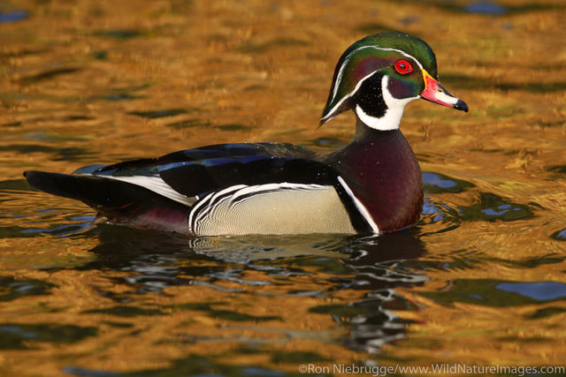 Wood Duck