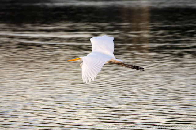 Santee Lakes Recreation Preserve
