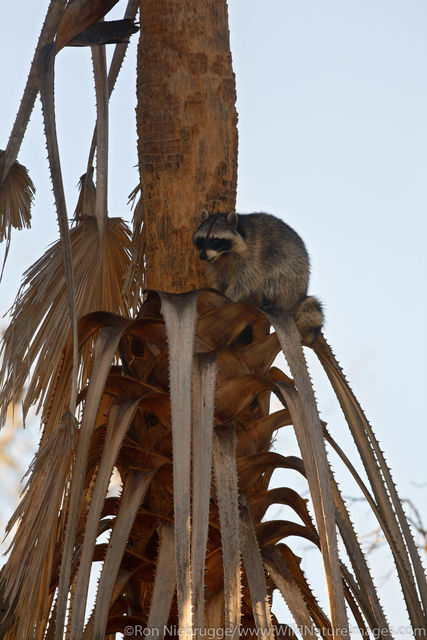 Racoon
