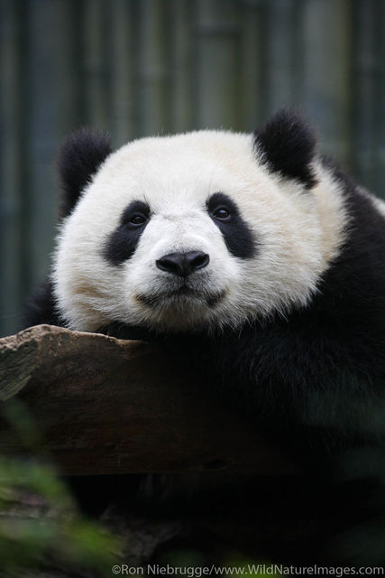 Panda at the San Diego Zoo
