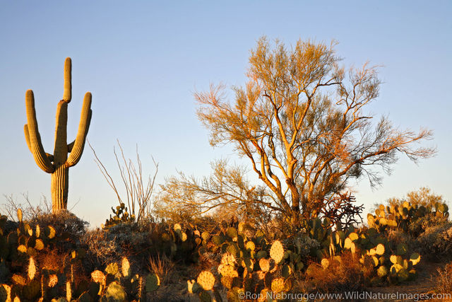 Saguaro National Park