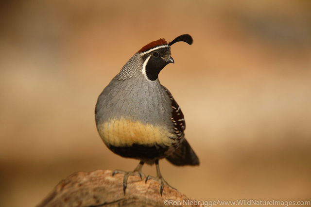 Gambel's Quail