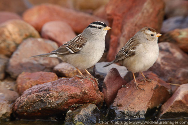 White-crowned Sparrow