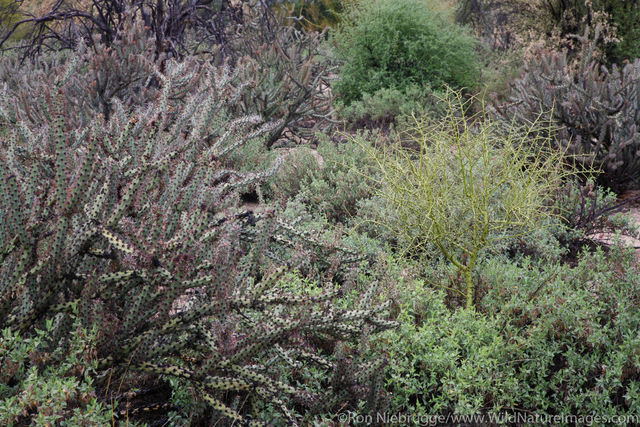 McDowell Mountain Regional Park