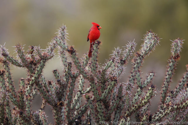 Northern Cardinal, McDowell Mountain Regional Park