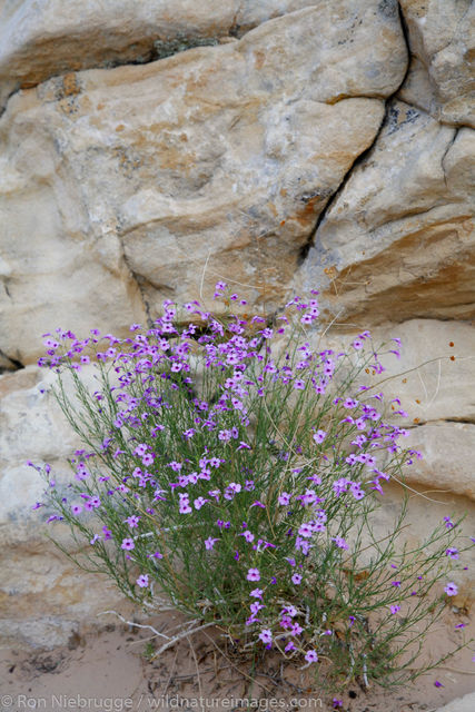 Along the Calico Tanks Trail