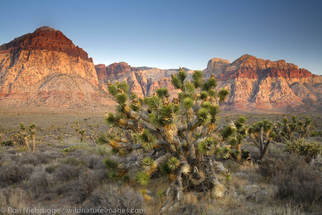 Red Rock Canyon Photos