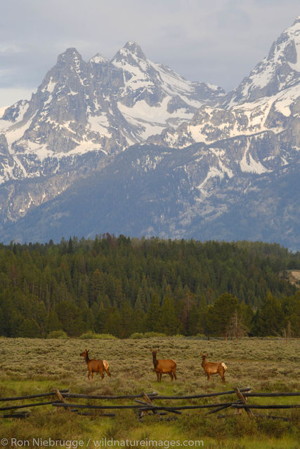 Elk