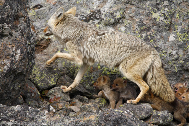 Coyotes