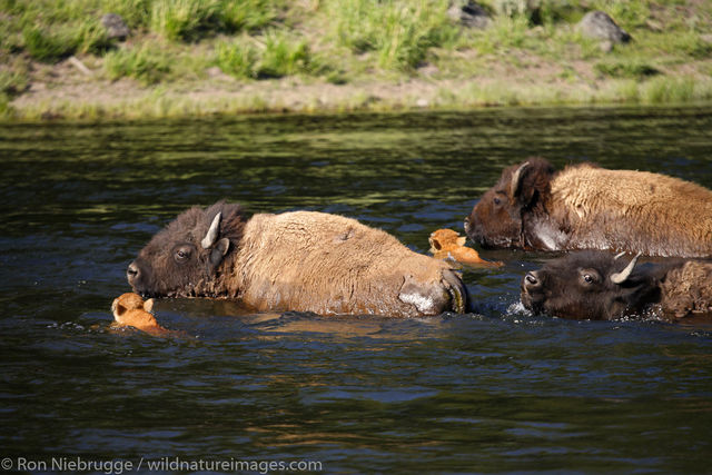 Buffalo crossing the Madison River