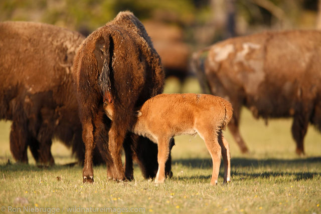 Buffalo in the Lower Geyser Basin