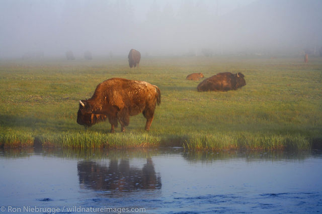 Buffalo along the Firehole River