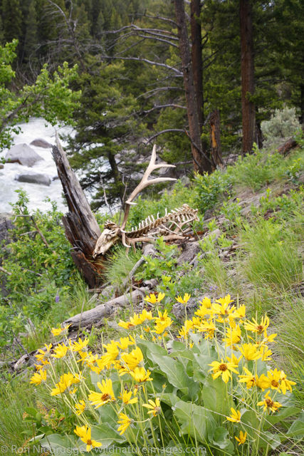 Large bull elk skelton