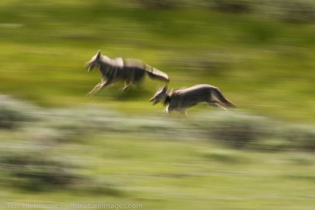 Coyote