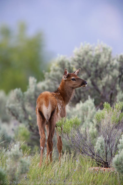 Elk Calf