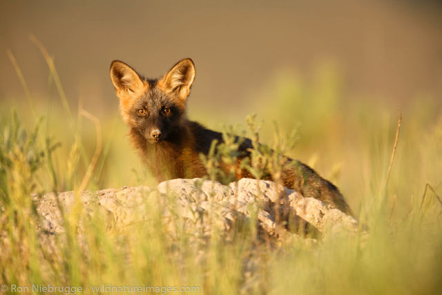 Red Fox