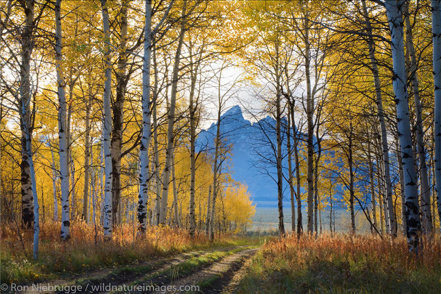 Bridger-Teton National Forest 
