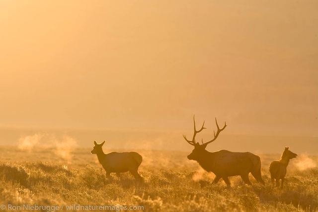 Elk, Grand Teton National Park