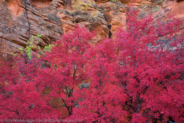 Autumn, Zion National Park