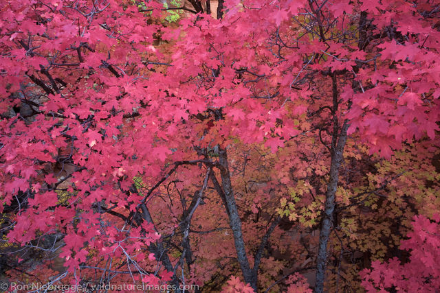 Autumn, Zion National Park
