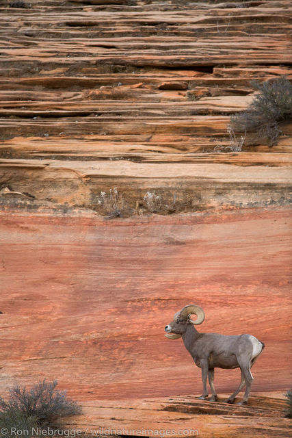 Bighorn Sheep