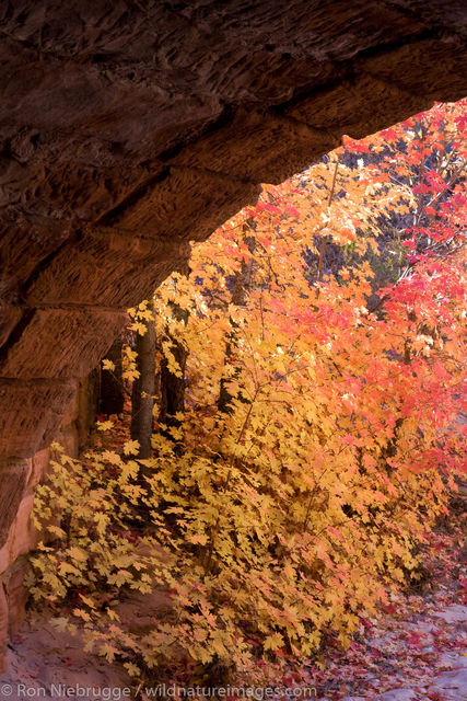 Fall Colors, Zion National Park