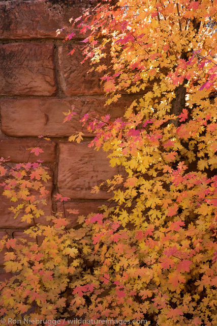 Fall Colors, Zion National Park