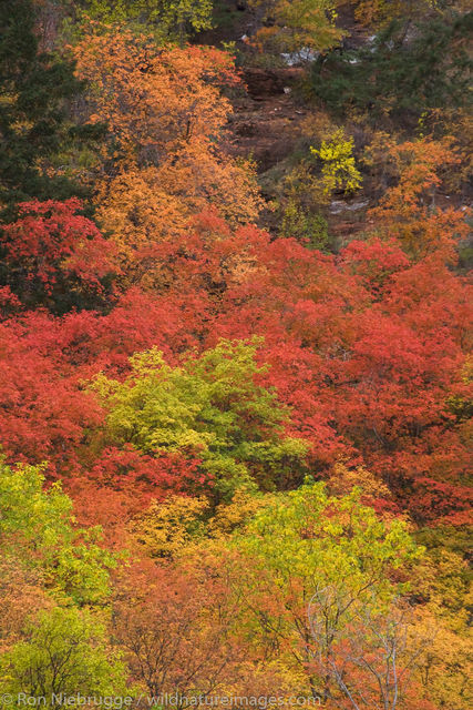 Autumn Trees