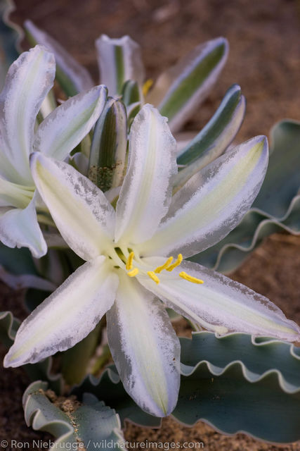 Desert Lily