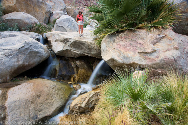 Borrego Palm Canyon