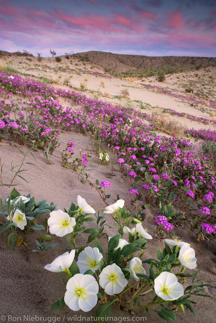 Anza-Borrego Wildflowers