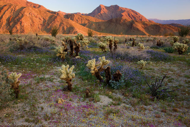 Anza-Borrego