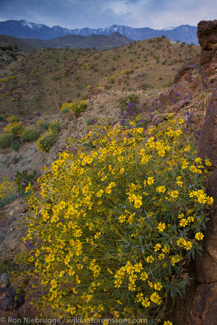 Wildflowers, Rancho Mirage