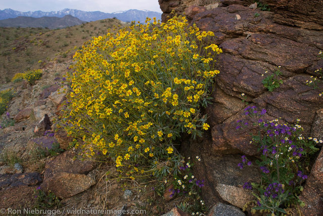 Wildflowers, Rancho Mirage