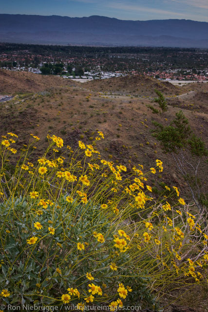 Wildflowers, Rancho Mirage