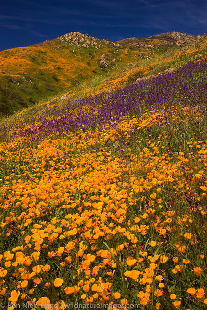 Poppies