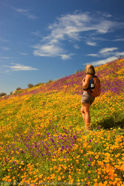 Wildflowers in San Diego
