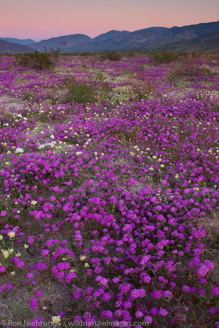 Desert Wildflowers