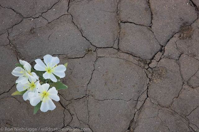 Desert Wildflowers